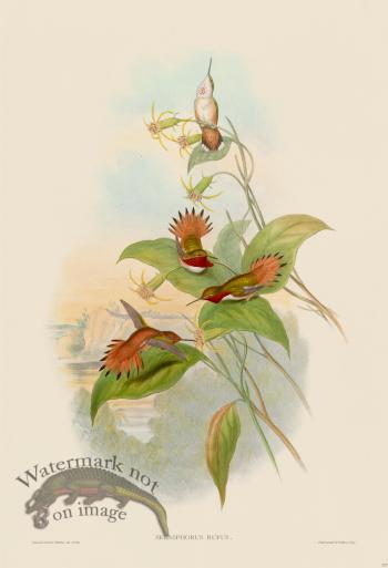 Gould Hummingbird 137